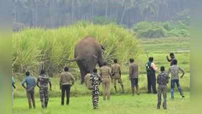 2 ஆவது முறையாக சின்னத்தம்பி யானையை மயக்க ஊசி செலுத்தி பிடித்த வனத்துறையினர்!