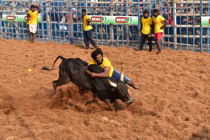 கோவை ஜல்லிக்கட்டின் ஆச்சரியப்பட வைக்கும் படங்கள்!