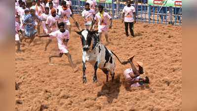 சீறிய காளைகள்; தாவிய காளையர்கள் - கோவை ஜல்லிக்கட்டை கண்முன்னே கொண்டு வரும் அற்புத புகைப்படங்கள்!