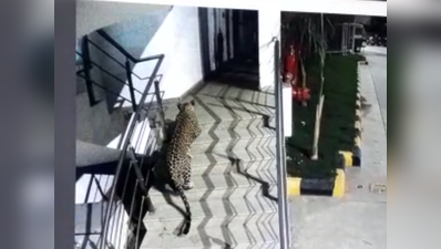 विडियो: ...जब मॉल में घुसा तेंदुआ, होटल पार्किंग में घूमते दिखा