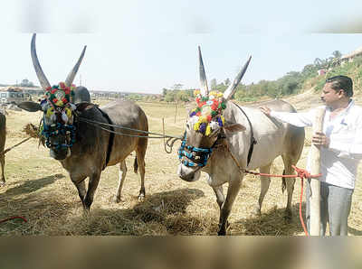 ಹಳ್ಳಿಕಾರ್‌, ಮೈಸೂರು ಹೋರಿಗೆ ಡಿಮ್ಯಾಂಡ್‌!