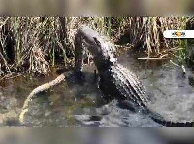 VDO: পাইথন বনাম কুমিরের ভয়ংকর লড়াই! নজর হটানো কঠিন!!