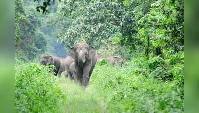 ആനക്കൂട്ടത്തിന് മുന്നില്‍ വീണ നാലുവയസ്സുകാരിക്ക് കാവലായി ആന