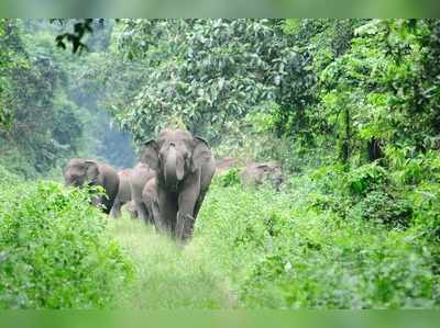 ആനക്കൂട്ടത്തിന് മുന്നില്‍ വീണ നാലുവയസ്സുകാരിക്ക് കാവലായി ആന