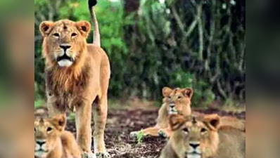 गुजरात में पिछले 2 वर्षों में 204 शेरों की मौत, 331 तेंदुओं की भी गई जान