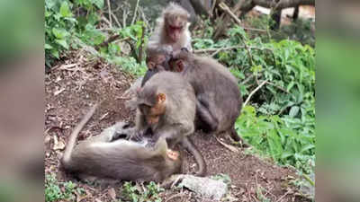 ಉಡುಪಿ ಜಿಲ್ಲೆಯಲ್ಲಿ ಐದು ಮಂಗಗಳ ಶವ ಪತ್ತೆ