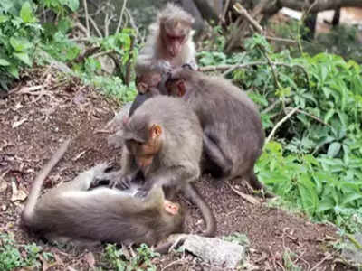 ಉಡುಪಿ ಜಿಲ್ಲೆಯಲ್ಲಿ ಐದು ಮಂಗಗಳ ಶವ ಪತ್ತೆ