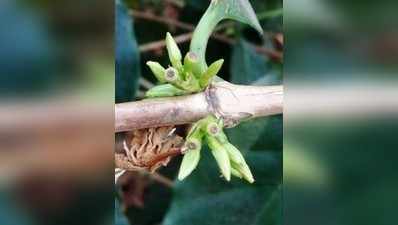 ಅಕಾಲಿಕ ಮಳೆ ತಂದ ಆಪತ್ತು