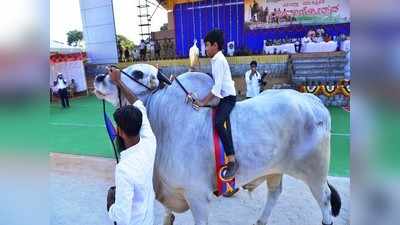 ಭಾರತೀಯ ಗೋವುಗಳಿಗೆಲ್ಲ ಇವನೇ ಸುಲ್ತಾನ