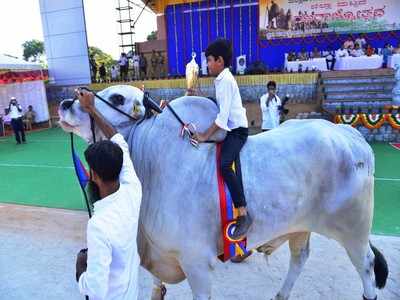 ಭಾರತೀಯ ಗೋವುಗಳಿಗೆಲ್ಲ ಇವನೇ ಸುಲ್ತಾನ