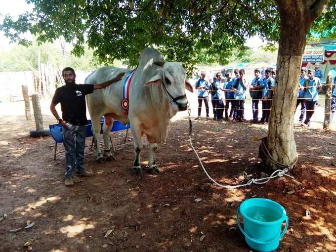 ಬ್ರಹ್ಮಾವರದ ಕೃಷಿ ಮೇಳದಲ್ಲಿ ಸುಲ್ತಾನನ ಆಕರ್ಷಣೆ.