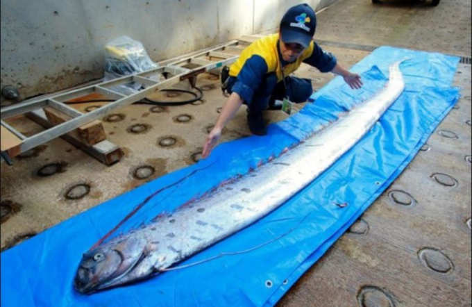 oarfish1.