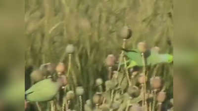 एमपी: अफीम पैदा करने वाले किसानों की फसल चट कर जा रहे नशेड़ी तोते