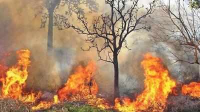 முதுமலை, பந்திப்பூர் வனப்பகுதிகளில் தொடர்ந்து எரியும் காட்டுத்தீ!