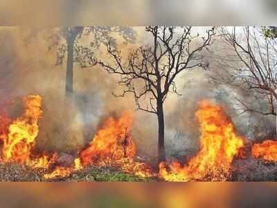 முதுமலை, பந்திப்பூர் வனப்பகுதிகளில் தொடர்ந்து எரியும் காட்டுத்தீ!