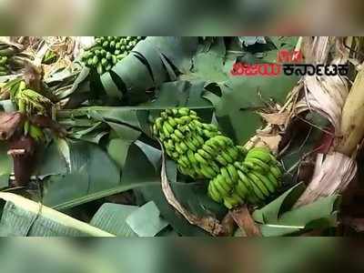 ಕಟಾವು ಹಂತಕ್ಕೆ ಬಂದಿದ್ದ ಬಾಳೆ ಬೆಳೆ ಮೇಲೆ ಆನೆ ದಾಳಿ