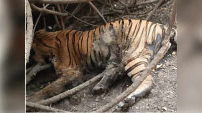 गुजरात में देखे गए बाघ की मौत, बिग कैट फैमिली वाला राज्य बनने का सपना टूटा