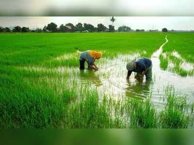 നെല്ലിൻെറ സംഭരണവില ഒരു രൂപ വര്‍ദ്ധിപ്പിച്ച് സംസ്ഥാന സർക്കാർ