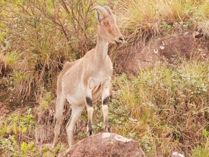 Tamil Nadus state animal