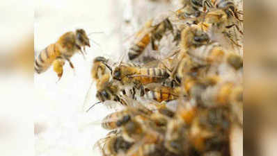 उत्तर प्रदेश: मधुमक्खियों के हमले में 6 घायल, अस्पताल में भर्ती
