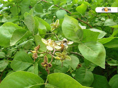 ভক্তি থাকলেও ভালো, না থাকলেও ভালো, বেলপাতার জুড়ি নেই...