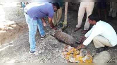 ನಾಯಿ ದಾಳಿ:ಜಿಂಕೆ ಸಾವು