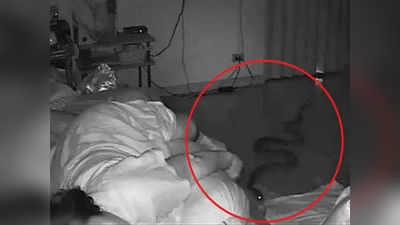 Snake Attack During Sleep: గాఢ నిద్రలో బామ్మగారు.. పక్కలో పాము, వీడియో వైరల్!