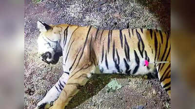 avni tigress killing: नरभक्षक अवनीची हत्त्याच