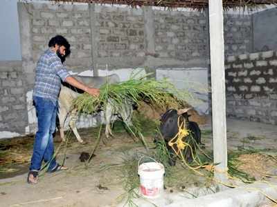 పశువులంటే మాకు ప్రాణం.. గోసేవలో పవన్ కళ్యాణ్