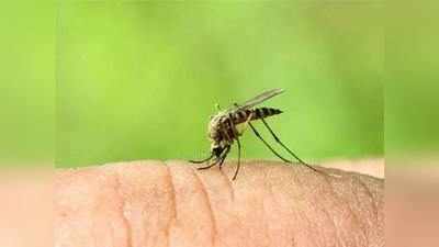 mosquitoes: मदुराई: डास दिवसाला १०० लिटर रक्त शोषतात