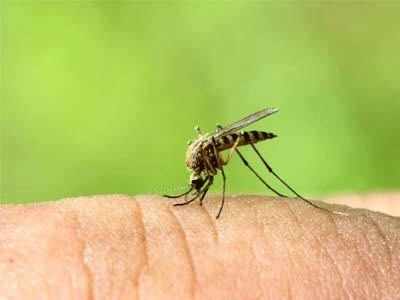 mosquitoes: मदुराई: डास दिवसाला १०० लिटर रक्त शोषतात