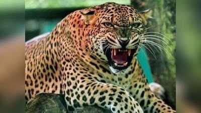 leopard attack: नाशिक: बिबट्याच्या हल्ल्यात ६ जखमी