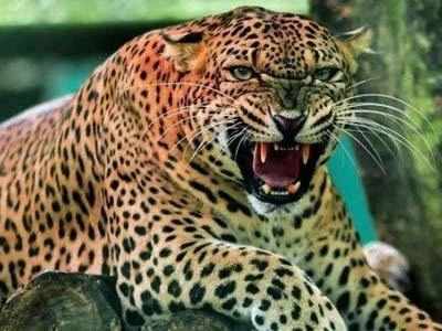 leopard attack: नाशिक: बिबट्याच्या हल्ल्यात ६ जखमी