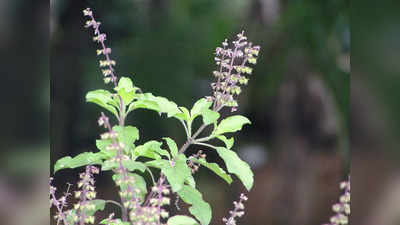 Lucky Plants: വീടിനുള്ളിൽ വളർത്താം; വാസ്തു പറയുന്ന ചെടികൾ