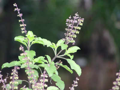 Lucky Plants: വീടിനുള്ളിൽ വളർത്താം; വാസ്തു പറയുന്ന ചെടികൾ