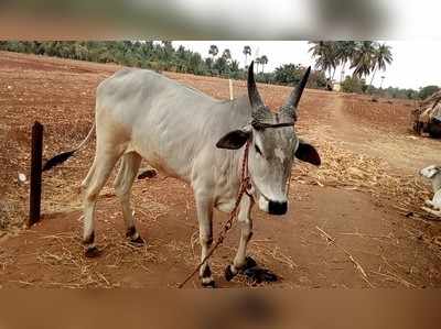 கொடைக்கானலில் மா்ம விலங்கு தாக்கி மாடுகள் உயிாிழப்பு