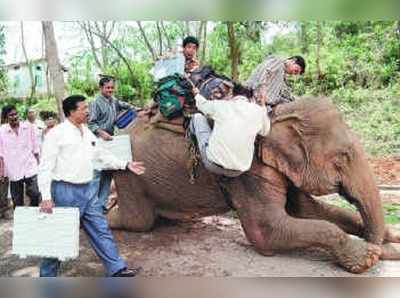 உலகிலேயே மிகவும் காஸ்ட்லியான தேர்தலுக்கு தயாராகும் யானைகள்!