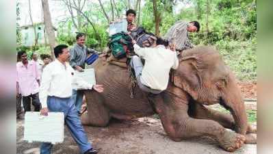 உலகிலேயே மிகவும் காஸ்ட்லியான தேர்தலுக்கு தயாராகும் யானைகள்!