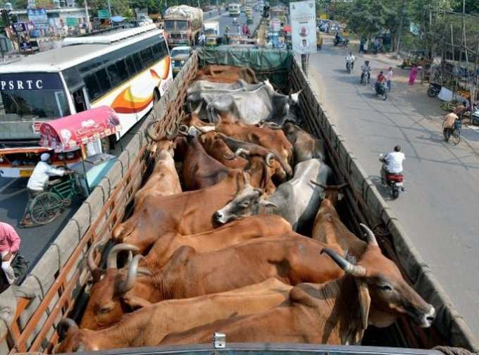 Livestock transportation