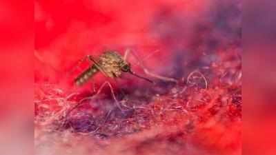 West Nile Fever in Kerala: മലപ്പുറത്ത് വെസ്റ്റ് നൈല്‍ ബാധിച്ച ആറ് വയസ്സുകാരന്‍ മരിച്ചു