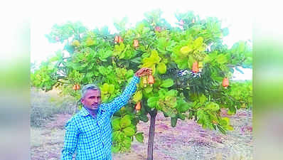 ಬರದ ಬೀದರ್‌ನಲ್ಲಿ ಬಂಪರ್‌ ಗೋಡಂಬಿ