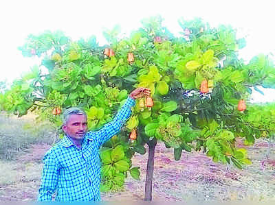 ಬರದ ಬೀದರ್‌ನಲ್ಲಿ ಬಂಪರ್‌ ಗೋಡಂಬಿ