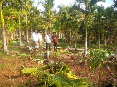 ಕುಸುಬೂರು ಕಾಲೊನಿಯಲ್ಲಿ ಕಾಡಾನೆಗಳ ಕಾಟ