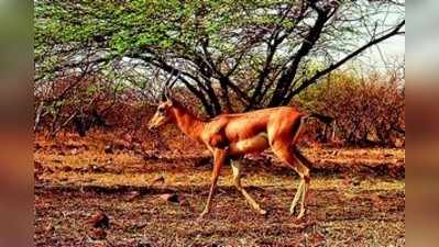 ಬೇಟೆಗಾರರ ಬಗ್ಗೆ ವನ್ಯಜೀವಿ ವಲಯದಲ್ಲಿ ಕಟ್ಟೆಚ್ಚರ