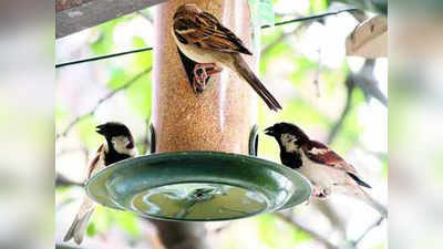 Sparrow Day: चिमण्यांसाठी शहरात हवी स्थानिक झाडे