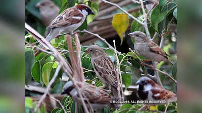 World sparrow day: पक्ष्यांच्या पंखांना ‘सेल्फी’ने बळ!
