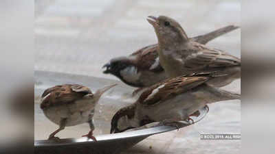 a water pot for sparrow: एक पाण्याचे भांडे चिमण्यांसाठी...