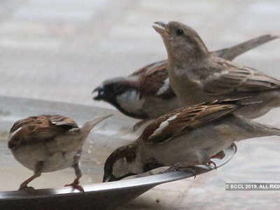 a water pot for sparrow: एक पाण्याचे भांडे चिमण्यांसाठी...