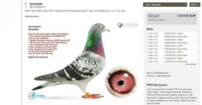 pigeon