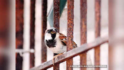 World Sparrow Day: घराच्या डिझाइनमध्ये ठेवा चिमण्यांसाठी जागा!